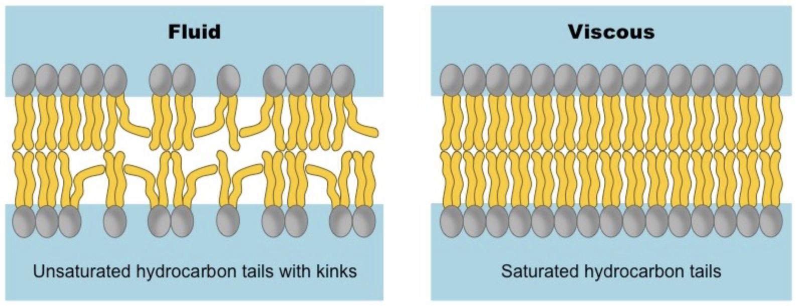 <p>Cell membranes are fluid, meaning they are not fixed in position and can adopt amorphous shapes.</p><p>Membrane fluidity is <strong>enhanced at higher temperatures.</strong></p><p><strong><u>Phospholipid Structure and Fluidity</u></strong></p><p><span>Phospholipids may vary in the length and relative saturation of the fatty acid tails</span></p><ul><li><p><em>Shorter</em> Fatty Acid Tails = <strong>more fluid</strong></p><ul><li><p>Less viscous and more susceptible. to changes in kinetic energy</p></li></ul></li><li><p><em>Unsaturated</em> Fatty Acid Tails = <strong>less fluid</strong></p><ul><li><p>Lipid chains with double bonds (unsaturated) have kinked hydrocarbon tails</p></li><li><p>Harder to pack tightly</p></li></ul></li></ul>
