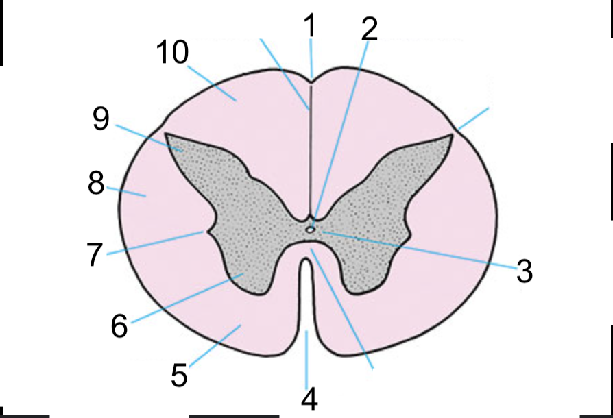 <p>what structure is this? #5</p>