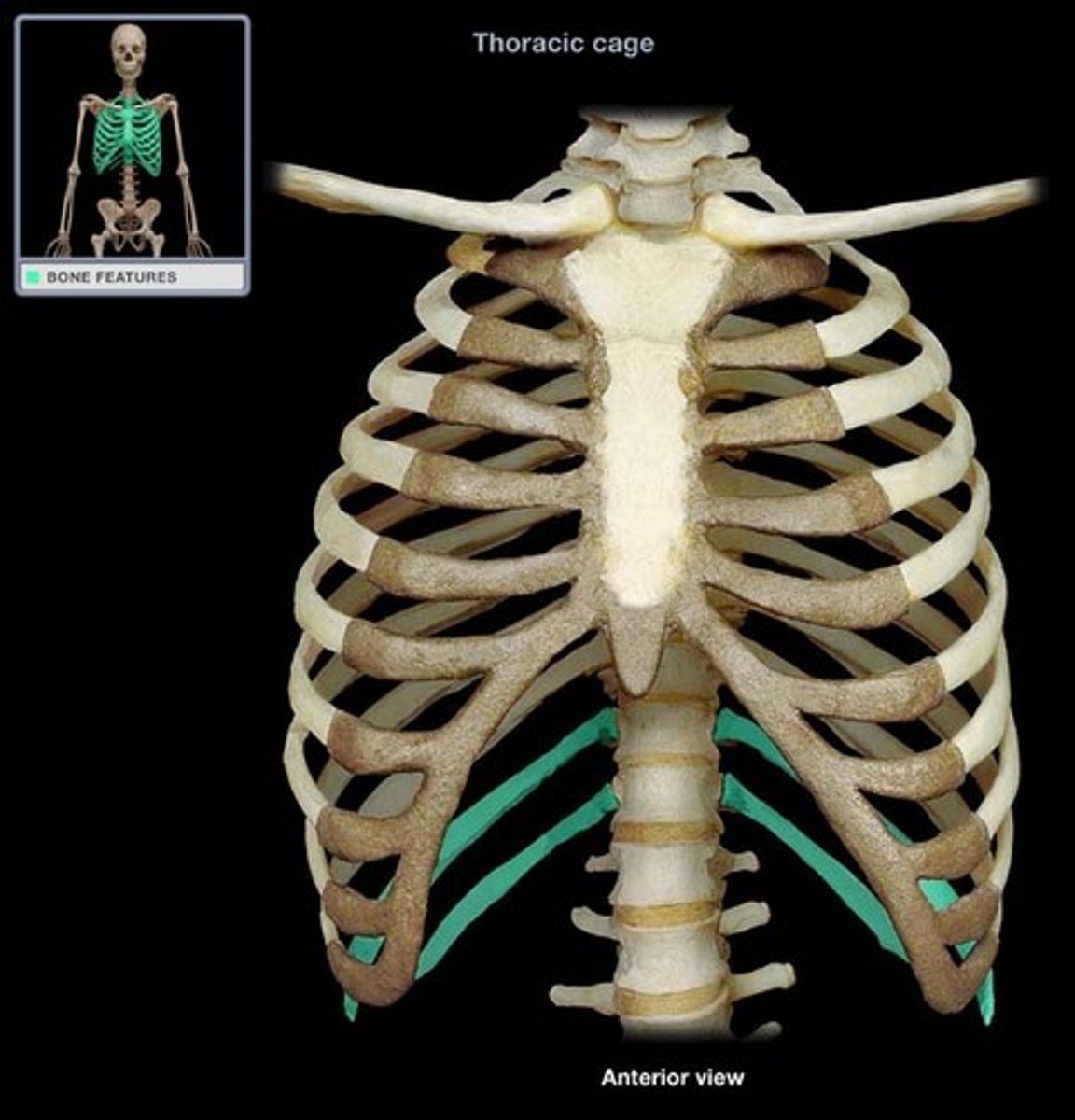 <p>false ribs attached posteriorly to vertebrae T11-T12 but not attached to the sternum</p>