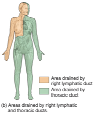 <p>Lymph trunks then merge to form either the thoracic duct or the right lymphatic duct </p>