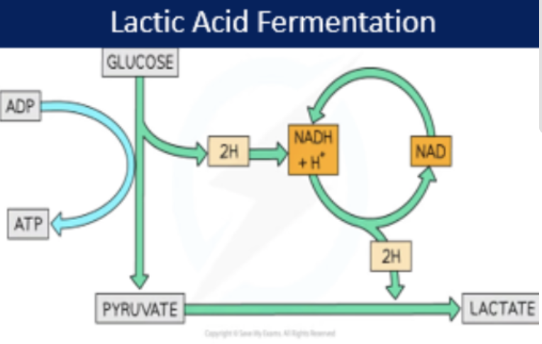 <p>C6H12O6 → 2 Lactate (net 2 ATP)</p><ul><li><p>some bacteria (prokaryotic cell) and some mammals</p></li><li><p>cytoplasm</p></li></ul><p></p>