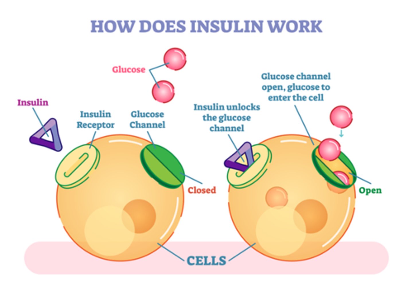 <p>The polypeptide hormone that controls blood glucose levels. Diabetes - disease where insulin mol no longer carry out regulation of glucose levels</p>