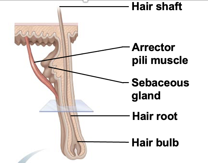 <p>Small bands of smooth muscle cells that connect each hair follicle to the papillary layer of the dermis. When these muscles contract during cold or fright, the slanted hair follicle pulls upright and creates goose bumps</p>