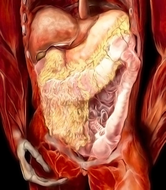 <p>a layer of tissue that holds our organs in place</p>