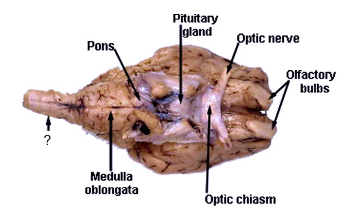 <p>“master” gland of endocrine system - on the middle of bottom side of brain</p>