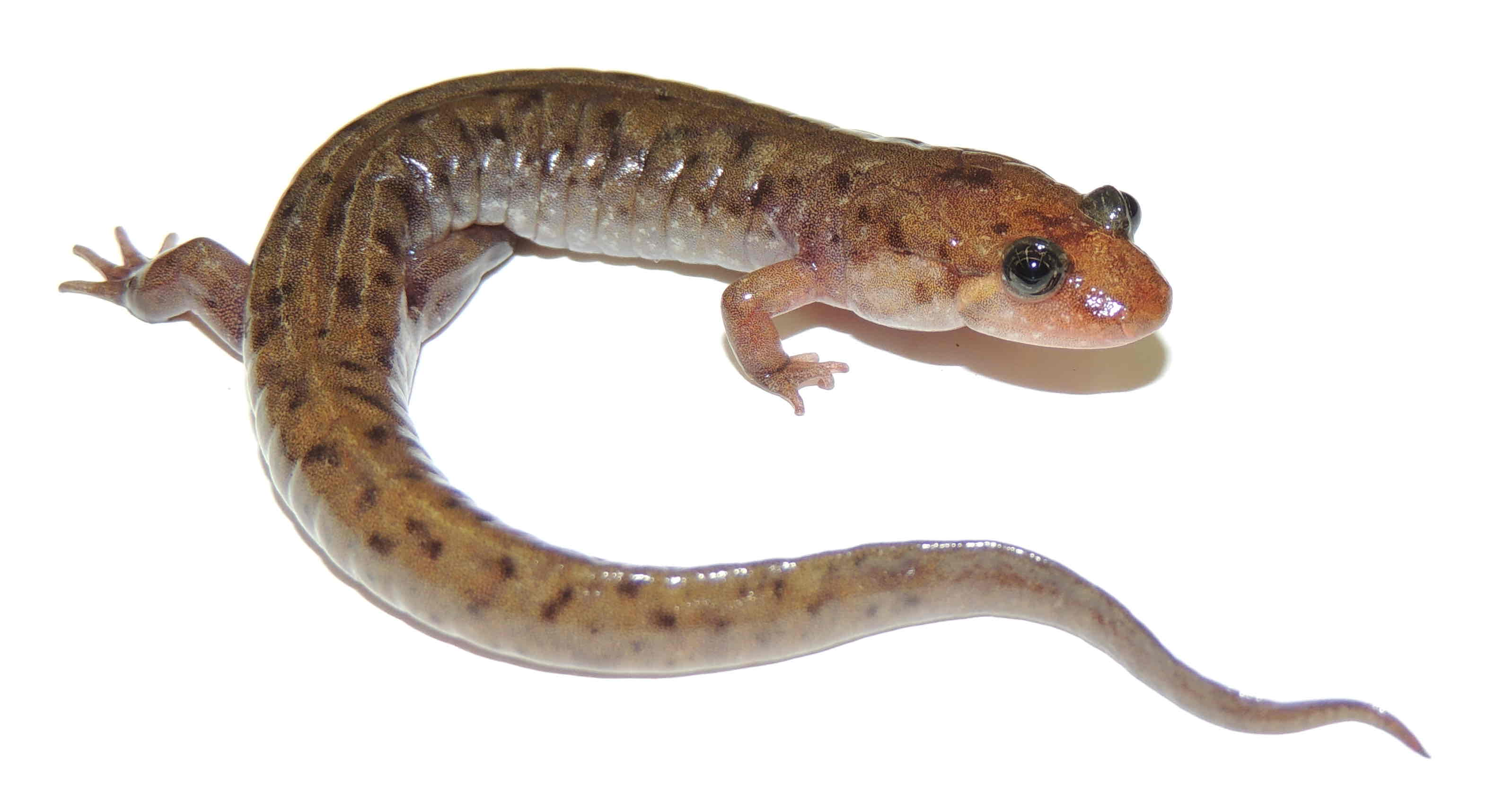 <p>A fairly large species (3.0 to 6.0 inches in length) has light brown to grayish dorsum with black or dark brown reticulated or irregular splotches (also described as "wormy" markings). The belly is very pale, often white, creating a sharp contrast with the back color. The tail is triangular in cross-section towards the end and is moderately keeled.</p>
