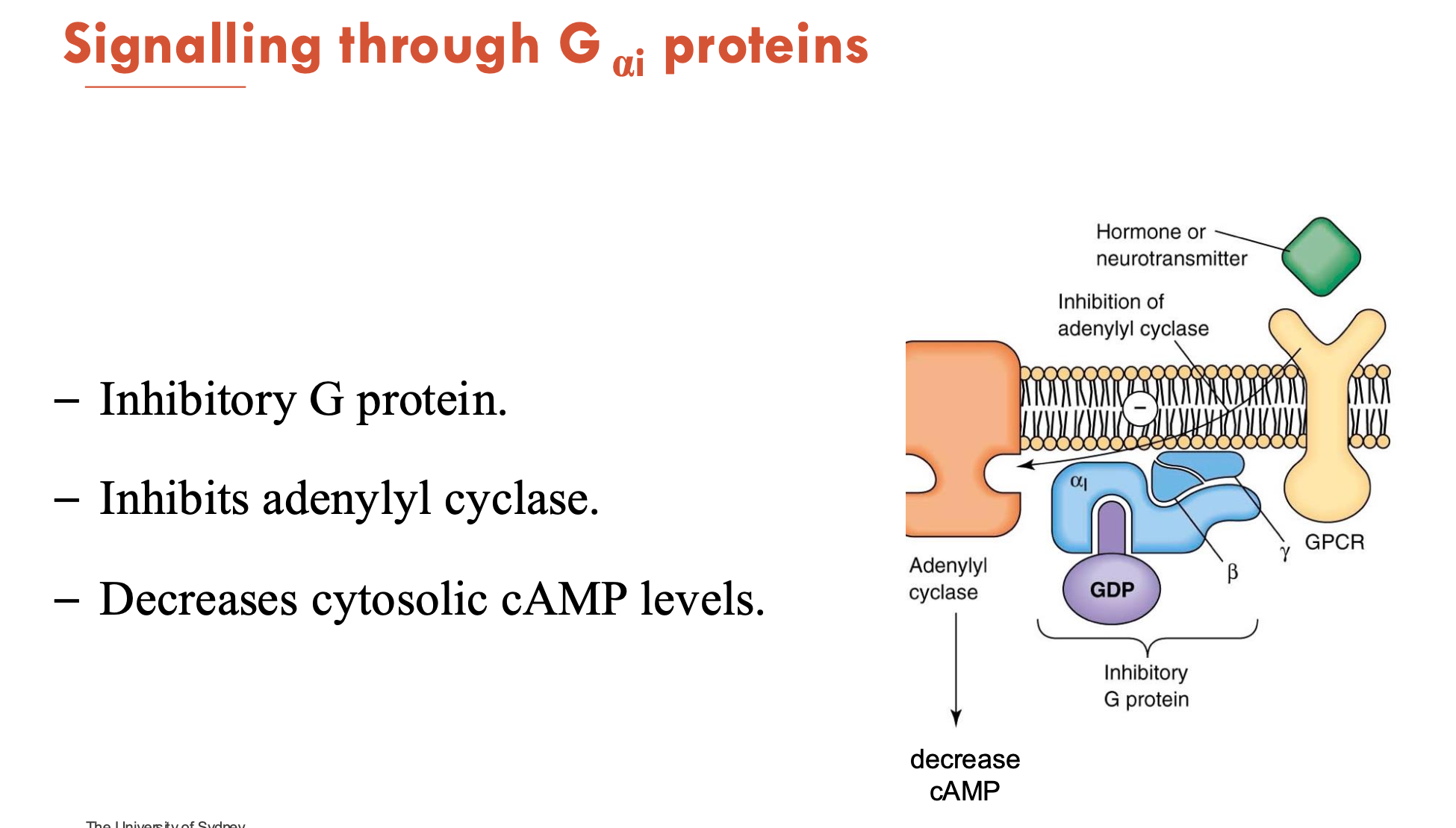 <p>G<sub>αi </sub>is an <u>inhibitory</u> G protein</p><ul><li><p>inhibits adenylyl cyclase → decreases cytosolic cAMP levels</p></li></ul><p></p>
