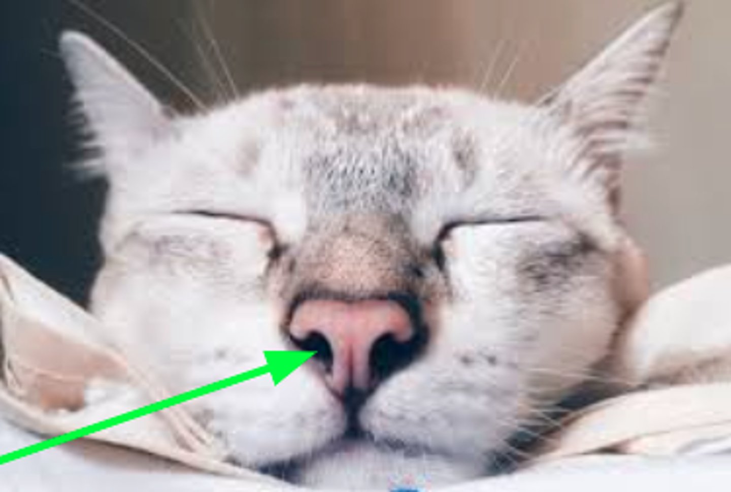 <p>Openings through the nose carrying air into the nasal cavities</p>