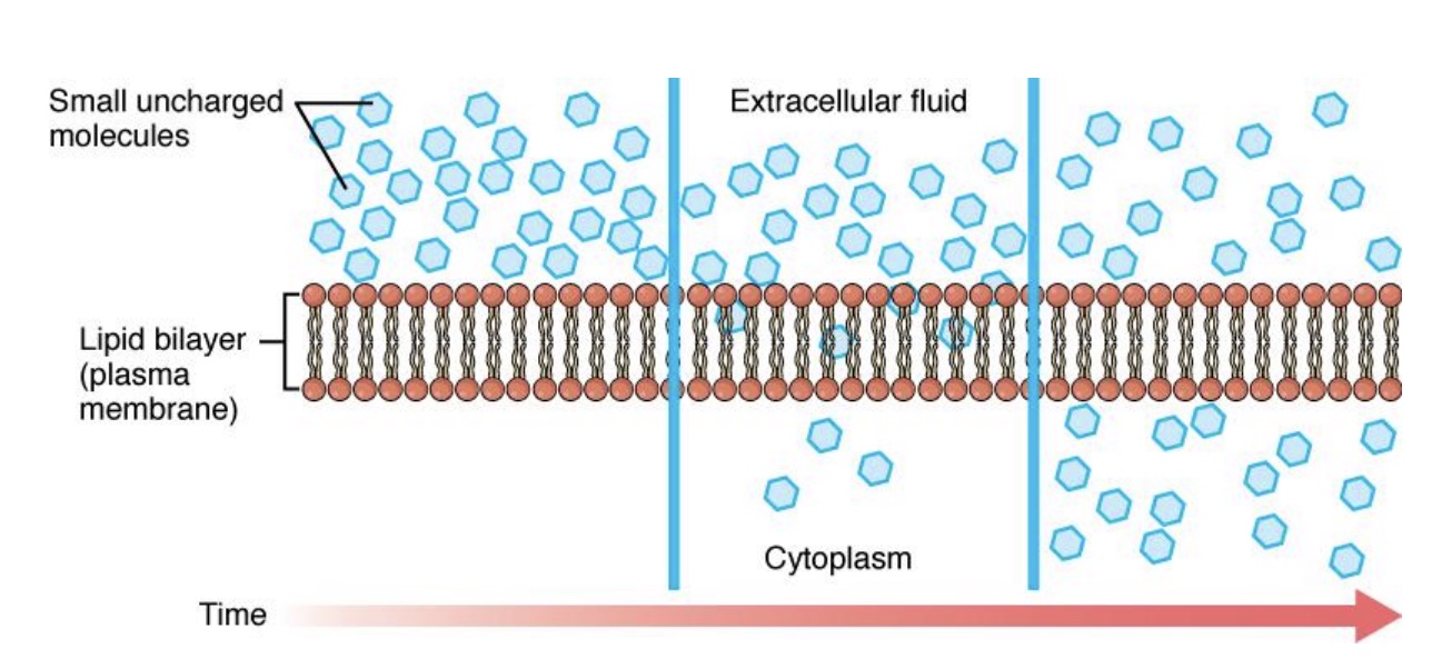 <p>-In this example, membrane is freely permeable to particles</p><p>-Random motion causes crossing of membrane (flux) in both directions</p><p>*”flux”= move into cell</p><p>-Net flux is from high to low</p><p>*no net flux last picture</p>