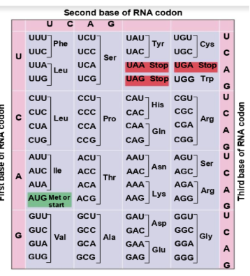 <p><span>A&nbsp;</span>codon<span>&nbsp;is a set of&nbsp;</span>3 mRNA bases<span>&nbsp;that codes for&nbsp;</span>1 amino acid<span>.</span></p>