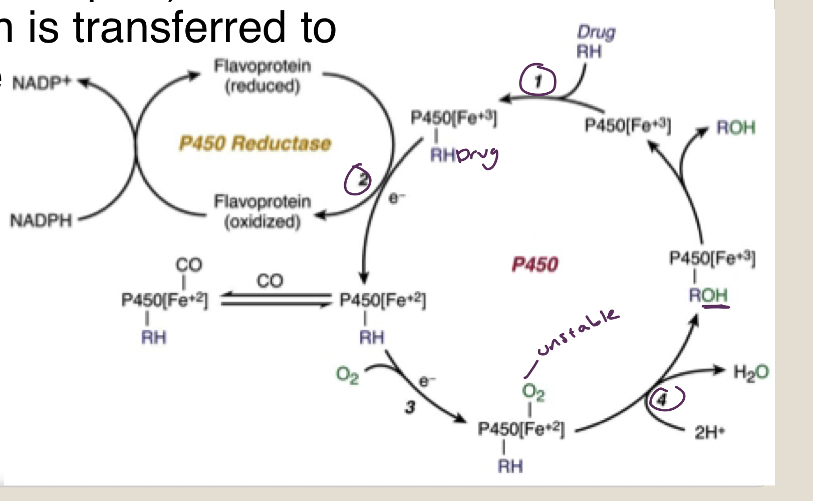 <ol><li><p>oxidized CYP Fe3+ combines with drug </p></li><li><p>NADPH donates e- and reduces Fe to Fe2+</p></li><li><p>2nd e- transferred to redue e-</p></li><li><p>reactive O2 transferred to drug </p></li><li><p>CYP 450 recycled</p></li></ol>