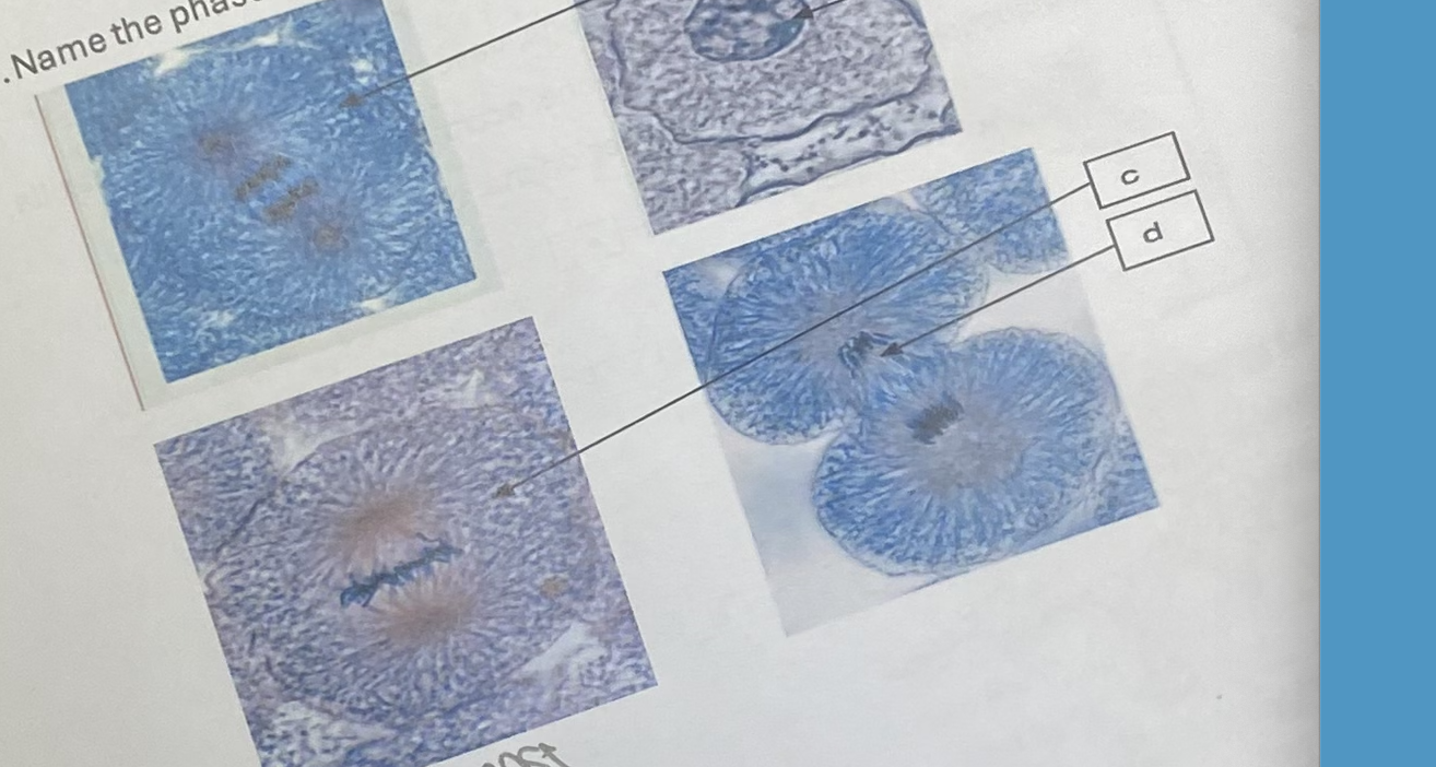 <p>what phase of the cell cycle is B</p>