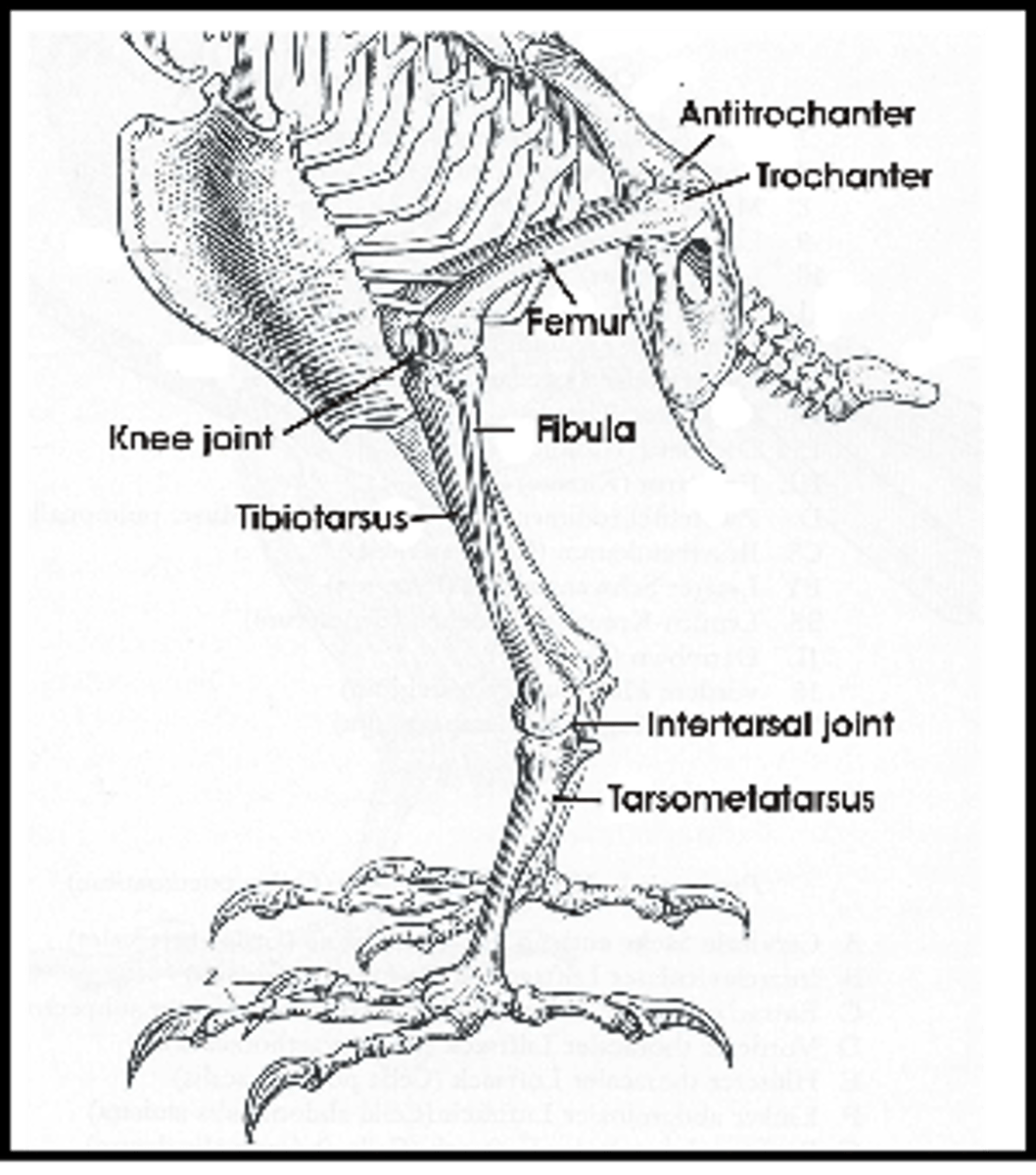 <p>1. Osteopetrosis (Avian leukosis virus -> infect osteoblasts -> excessive bone formation -> bilateral symmetrical thickening of long bones, tibiotarsus and tarsometatarsus -> lameness, cant reach food/water, weakness, recumbency)</p><p>2. Osteomyelitis (staphylococcus aureus, streptococcus, E.coli, salmonella, M.synovia -> septicemia -> infection of epiphyseal region of bone -> lysis, necrosis -> caseous exudate -> sclerosis and deformity in chronic case. Lameness, swollen joints. Poor response to ATB)</p><p>3. Femoral head necrosis (FHS in fast growing broilers. Mechanical stress + rapid growth -> weakness at growth plate -> separation of GP from articular cartilage -> FHS -> bacterial infection by staph, strept, e.coli -> thrombosis of damaged vessels -> ischemia -> FHN. Severe lameness -> wings for support. ATB not recommended - will not fix the developmental disorder. </p><p>4. Avian tuberculosis (M.avium -> granulomas in liver, spleen and bone marrow -> chronic weight loss, lameness. Common in backyard chickens, not in farms)</p>
