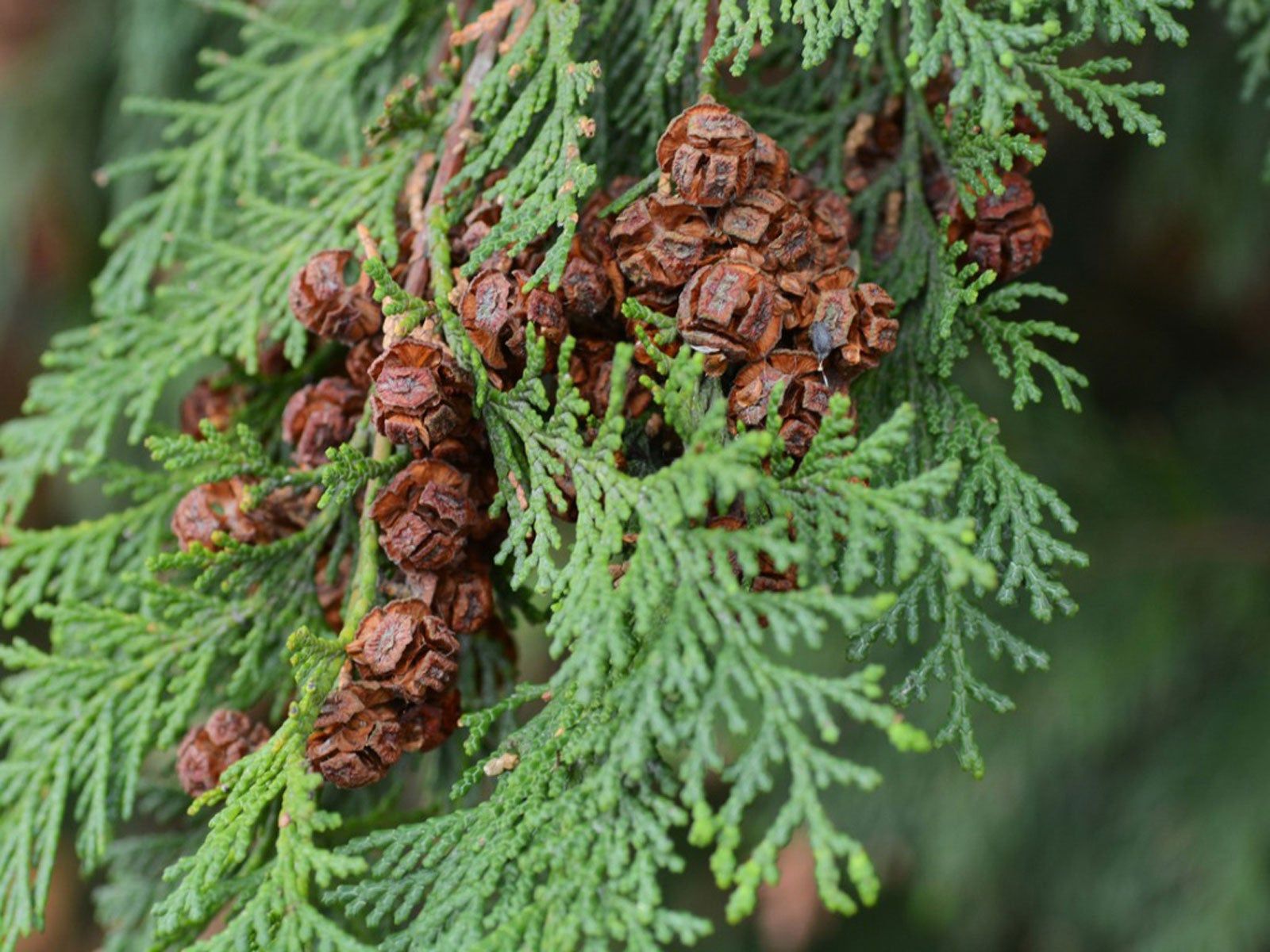 <p>leaf structure?</p>