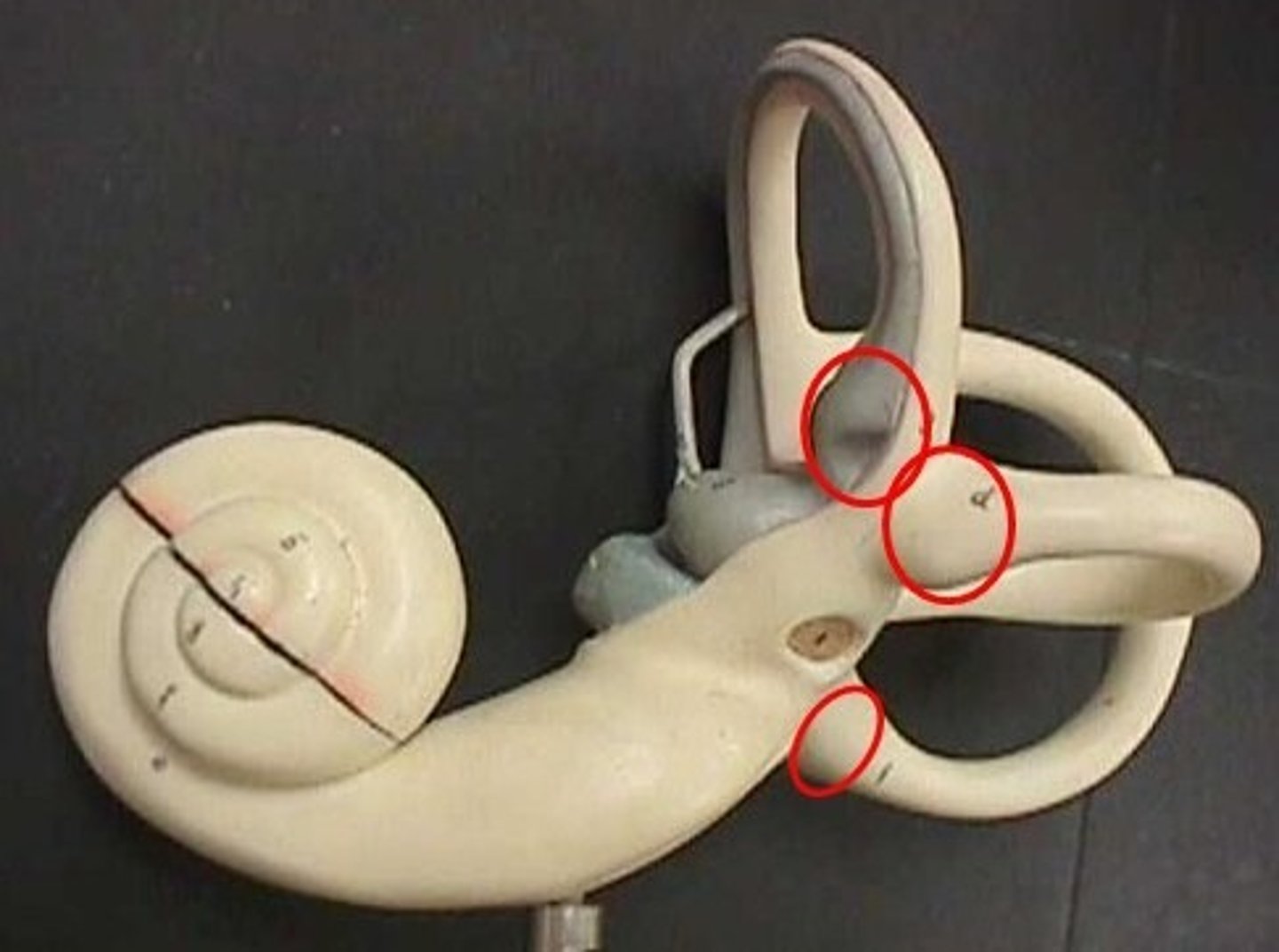 <p>enlargement at the base of each semicircular canals. at the base is where the receptors are found</p>