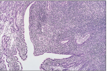 <p>Identify the structure:</p><p>Specie:</p><p>Stain used:</p>