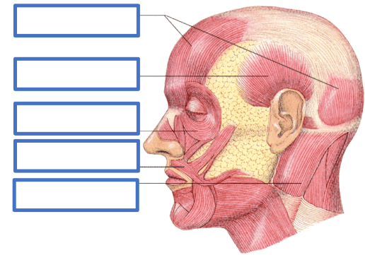 <p>31. Identifique los músculos que se señalan en la figura</p>