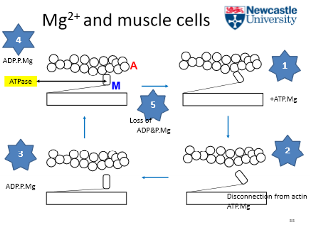 <p>they activate tention fibres&nbsp;</p>