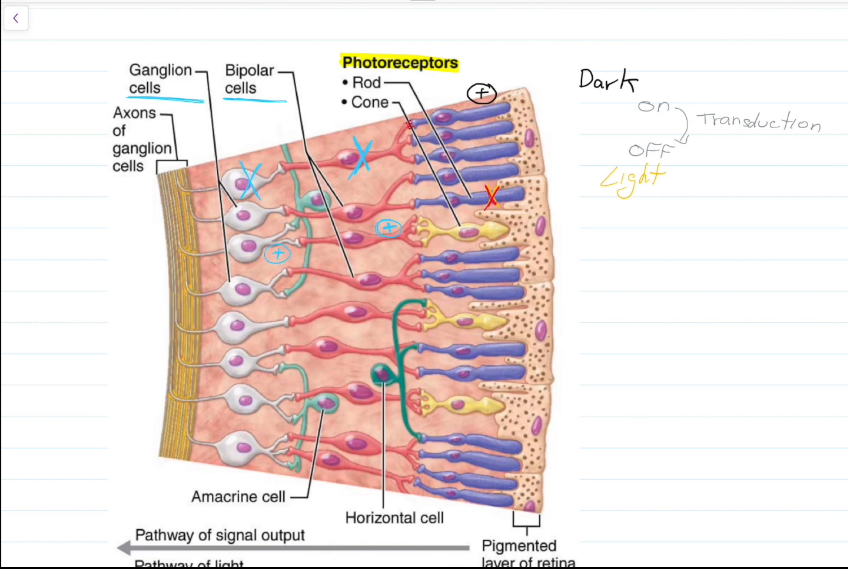 <ul><li><p>When light hits the Rods, the Rods deactivate.</p></li><li><p>Neurotransmitters that normally inhibit the bipolar cells are no longer released.</p></li><li><p>Bipolar cells activate ganglion cells and sight occurs.</p></li></ul><p></p>