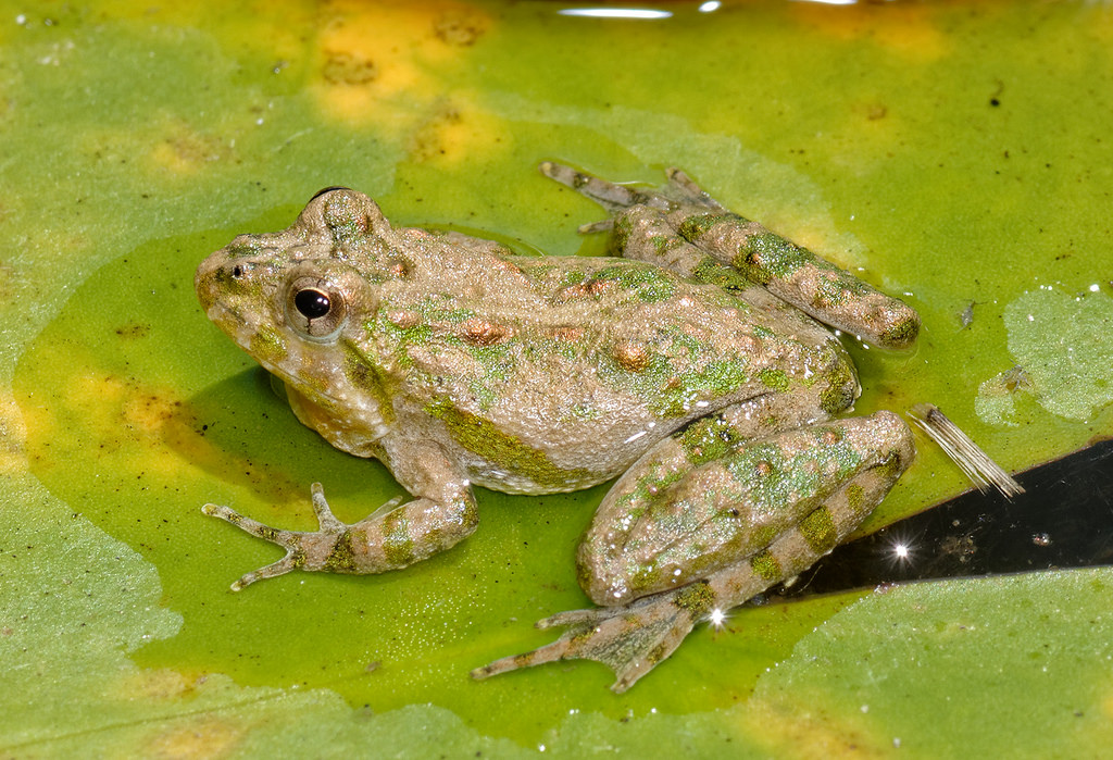<p>Eastern Cricket Frog</p>
