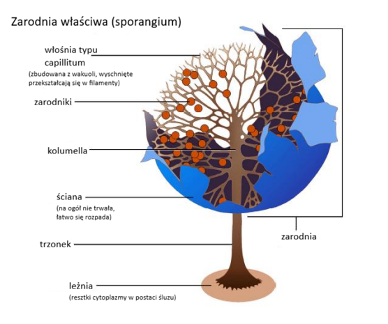 <p>-zarodnia siedząca lub na trzonku<br>-zaopatrzona we włośnię (na której osadzone są zarodniki)<br>-zwykle tworzona w grupach na jednej leżni<br>-włośnia typu capillitium<br>-np. <em>Physarum album</em></p>