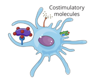 <ul><li><p>the antigen presenting cell will also increase its production of costimulatory molecules, which are involved in the strength and stability of the antigen presenting process</p></li></ul><p></p>