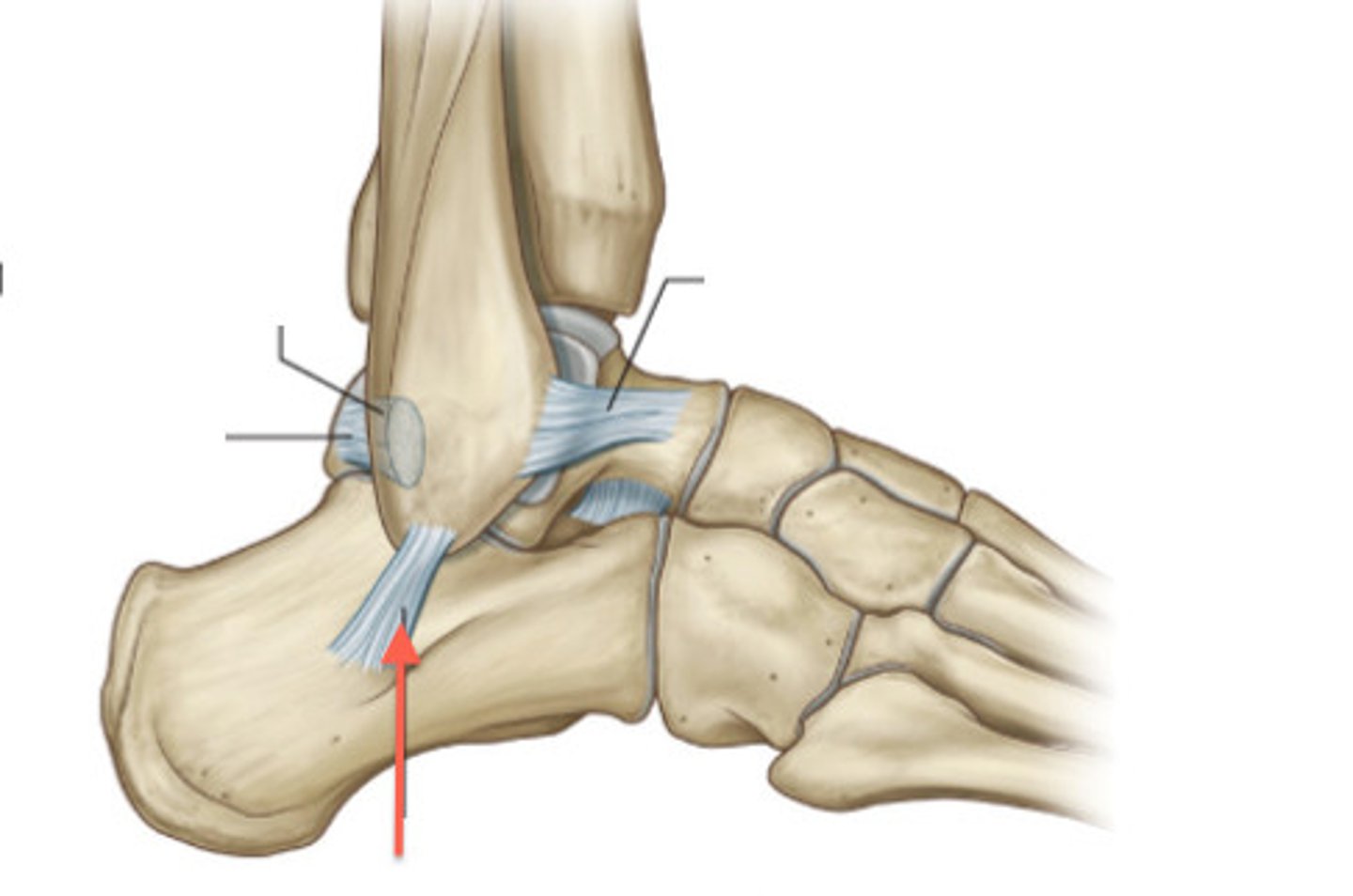 <p>Calcaneofibular ligament</p>