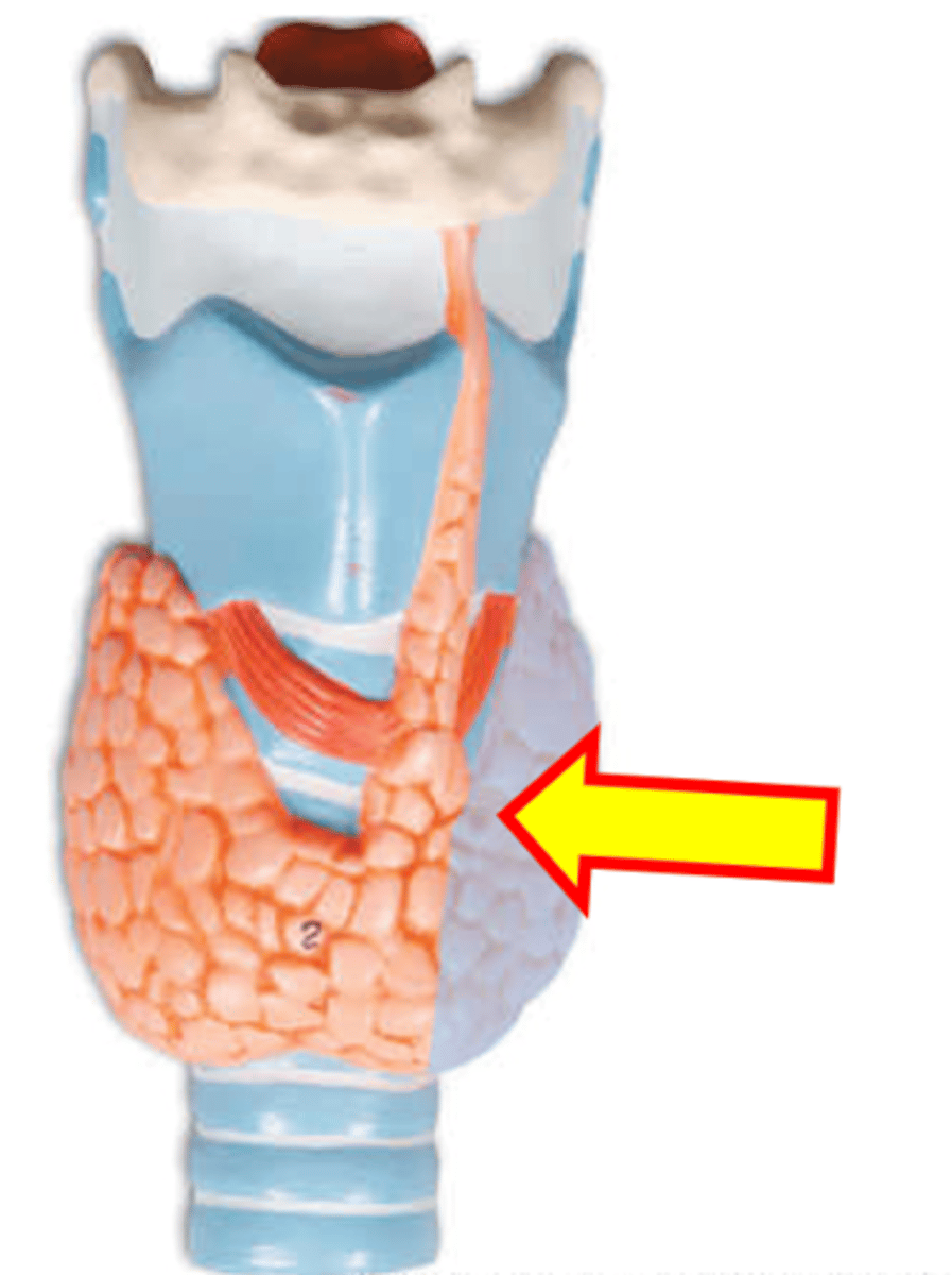 <p>Name just the highlighted area.</p>