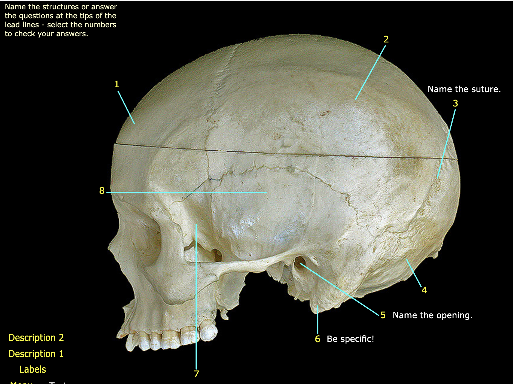 What structure is labeled 8?
