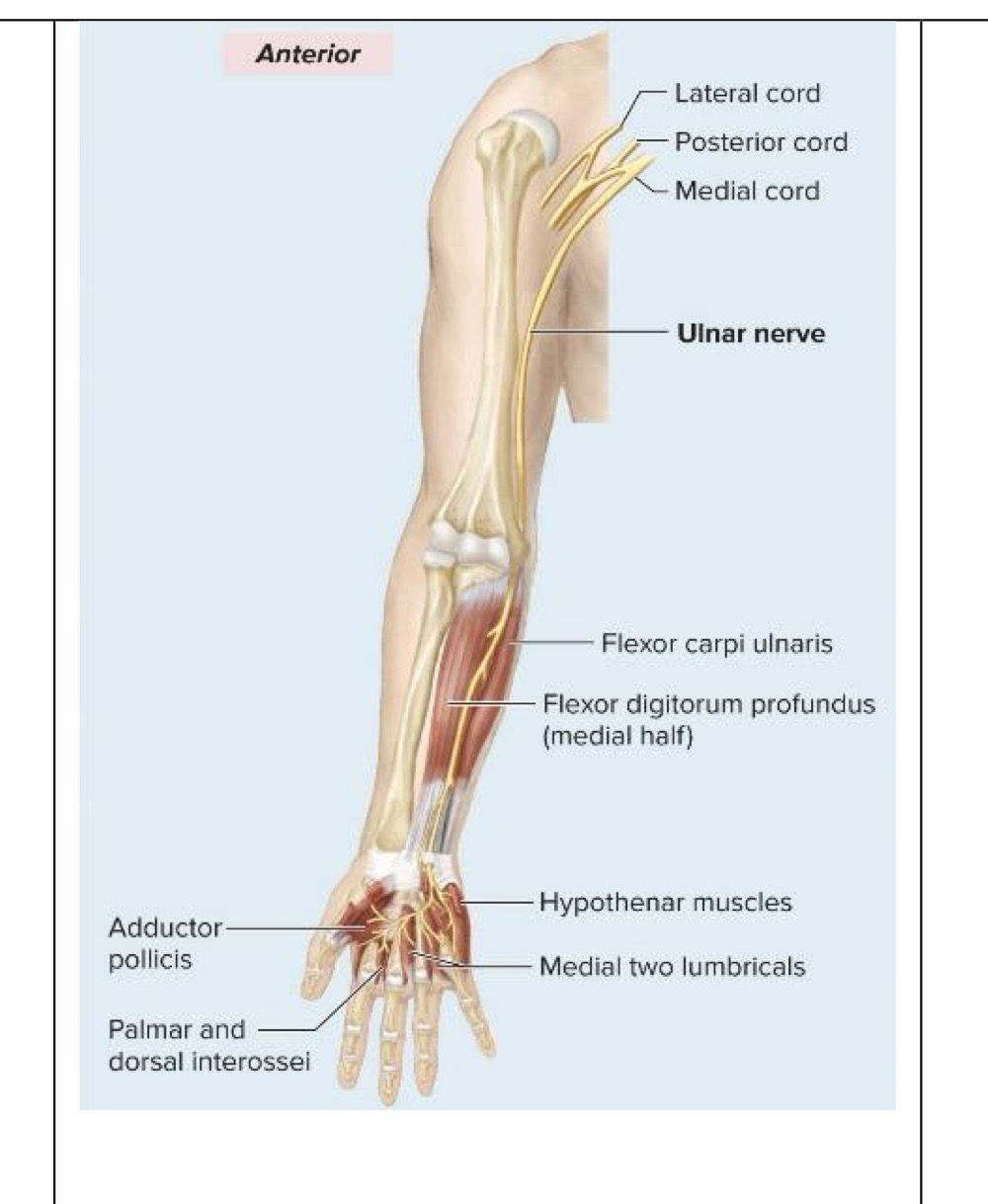 <p>Motor innervation of ulnar nerve</p>