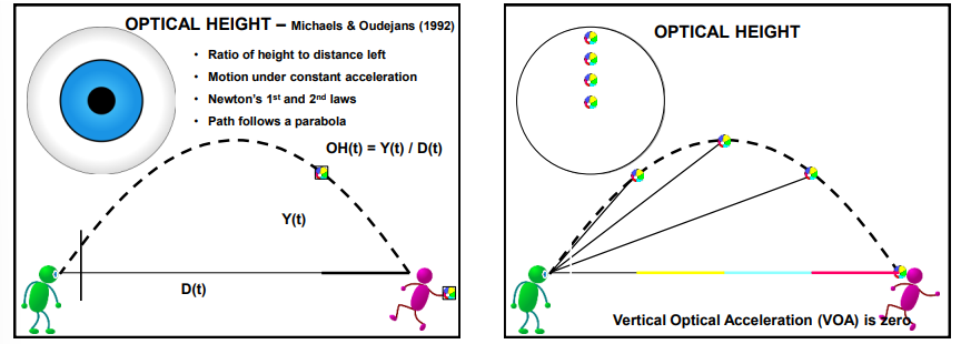 <ul><li><p>Uses the equation of vertical height / horizontal height and assumes a parabolic flight</p></li></ul><p></p>