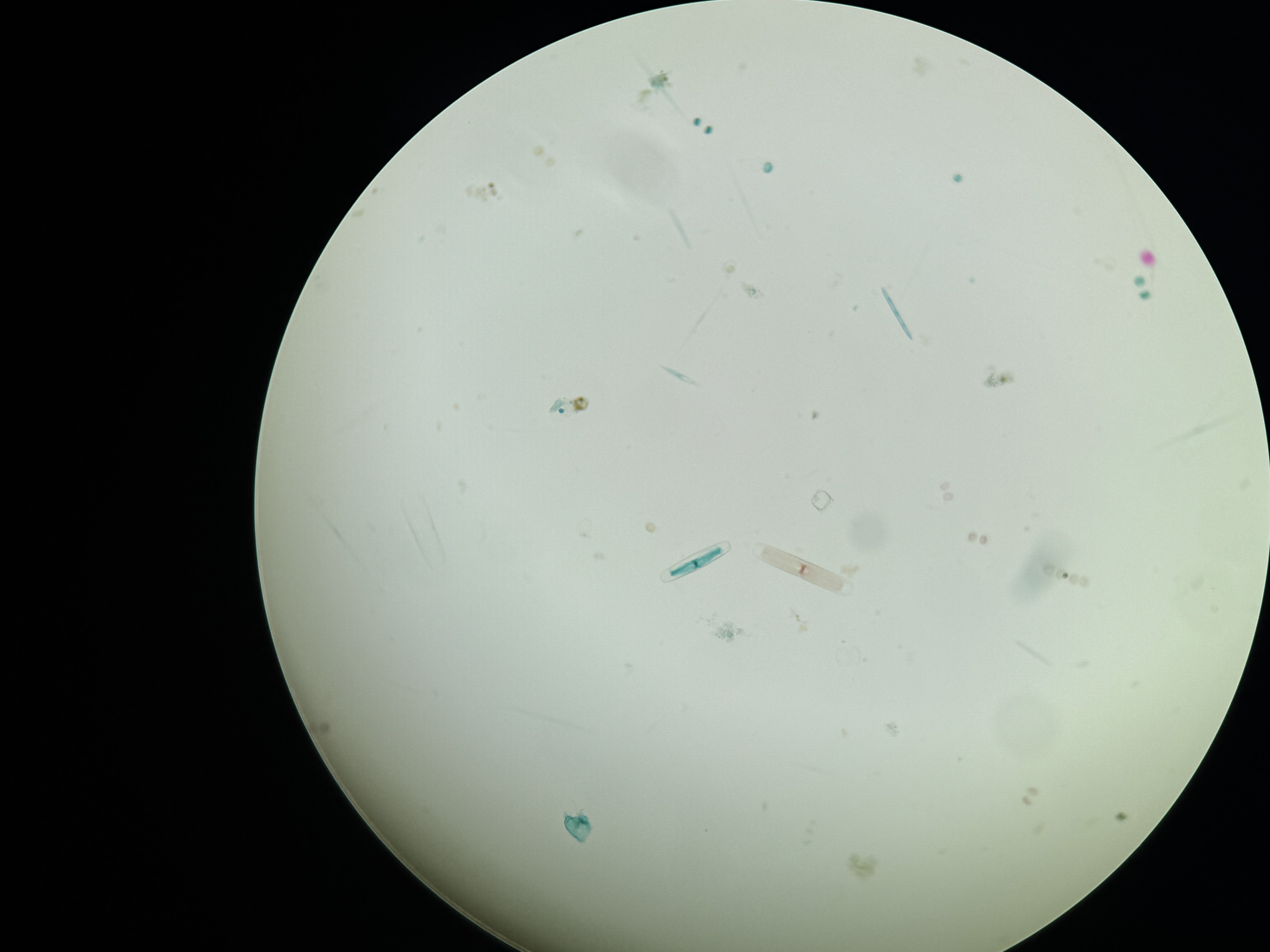 <p>Diatom mixture</p>