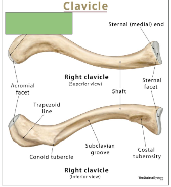 <p>Lateral end of the clavicle that articulates with the acromion of the scapula</p>