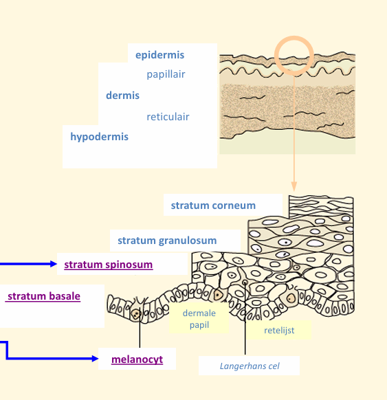 <p>stratum basale / melanocyt</p>