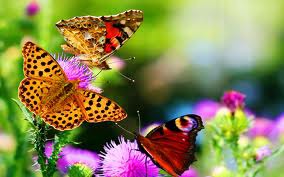 nature