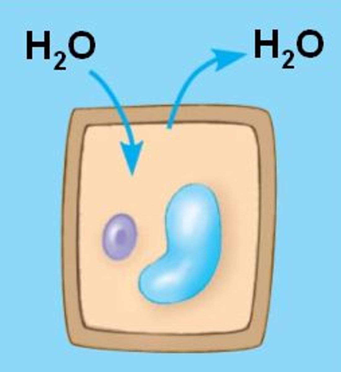 <p>When water moves out of the plant cell causing the cell to change shape and the vacuole to shrink</p>