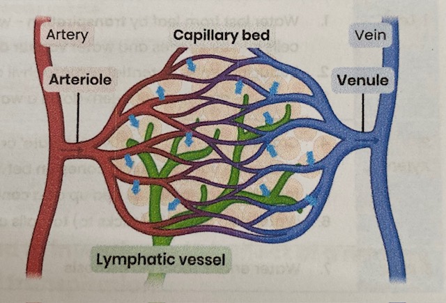 <p>At the <strong>venule end</strong> of capillaries:</p><ol><li><p>Hydrostatic pressure <strong>reduces</strong> as fluid leaves capillary (also due to friction)</p></li><li><p>(Due to water loss) an <strong>increasing concentration</strong> of plasma proteins <strong>lowers water potential </strong>in capillary below that of tissue fluid</p></li><li><p>Water enters capillaries from tissue fluid by <strong>osmosis</strong> down a <strong>water potential gradient</strong></p></li><li><p>Excess water taken up by <strong>lymph capillaries</strong> and returned to circulatory system through veins </p></li></ol><p></p>