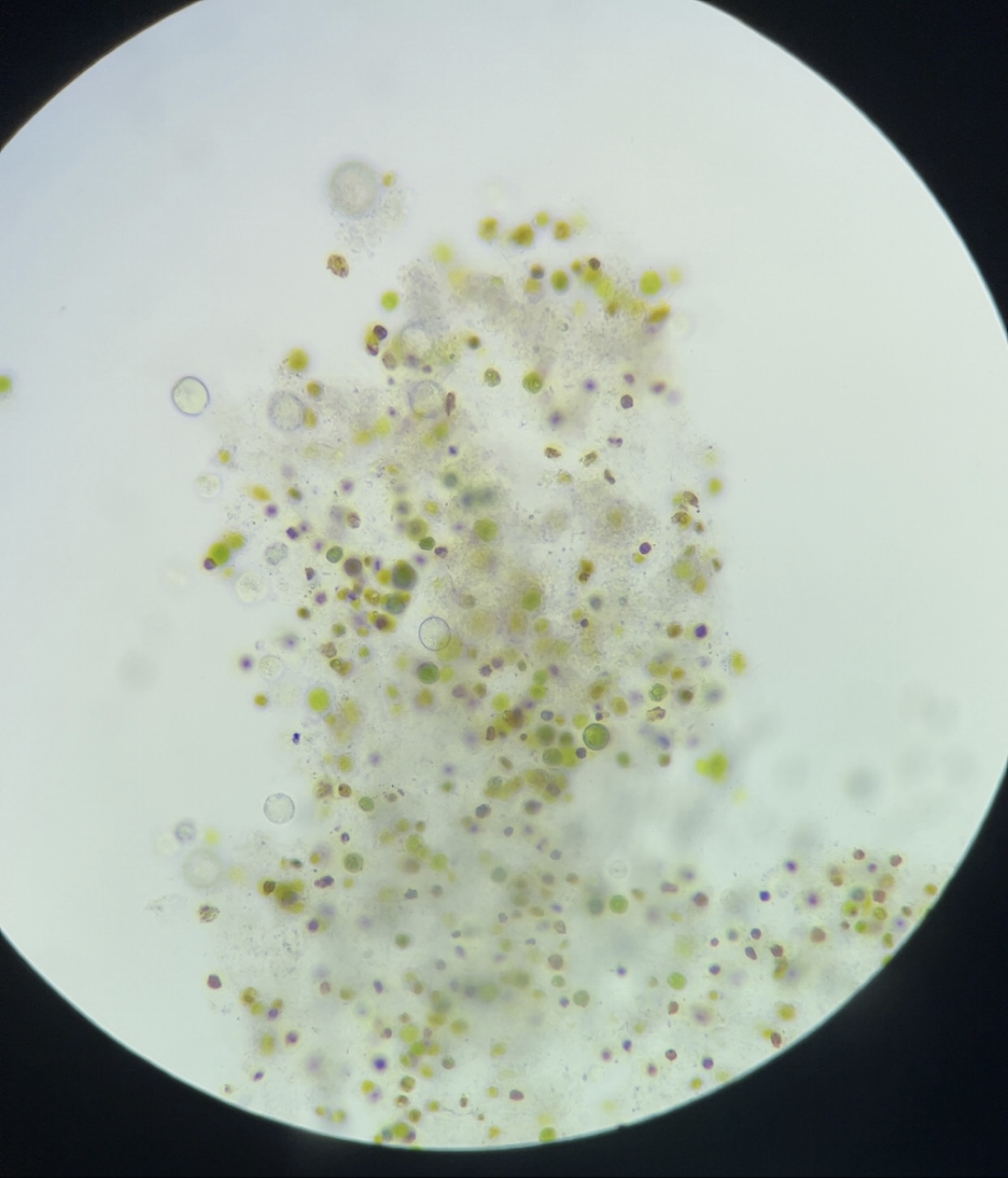 <p>Identify name, kingdom, domain, unicellular/multicellular</p>