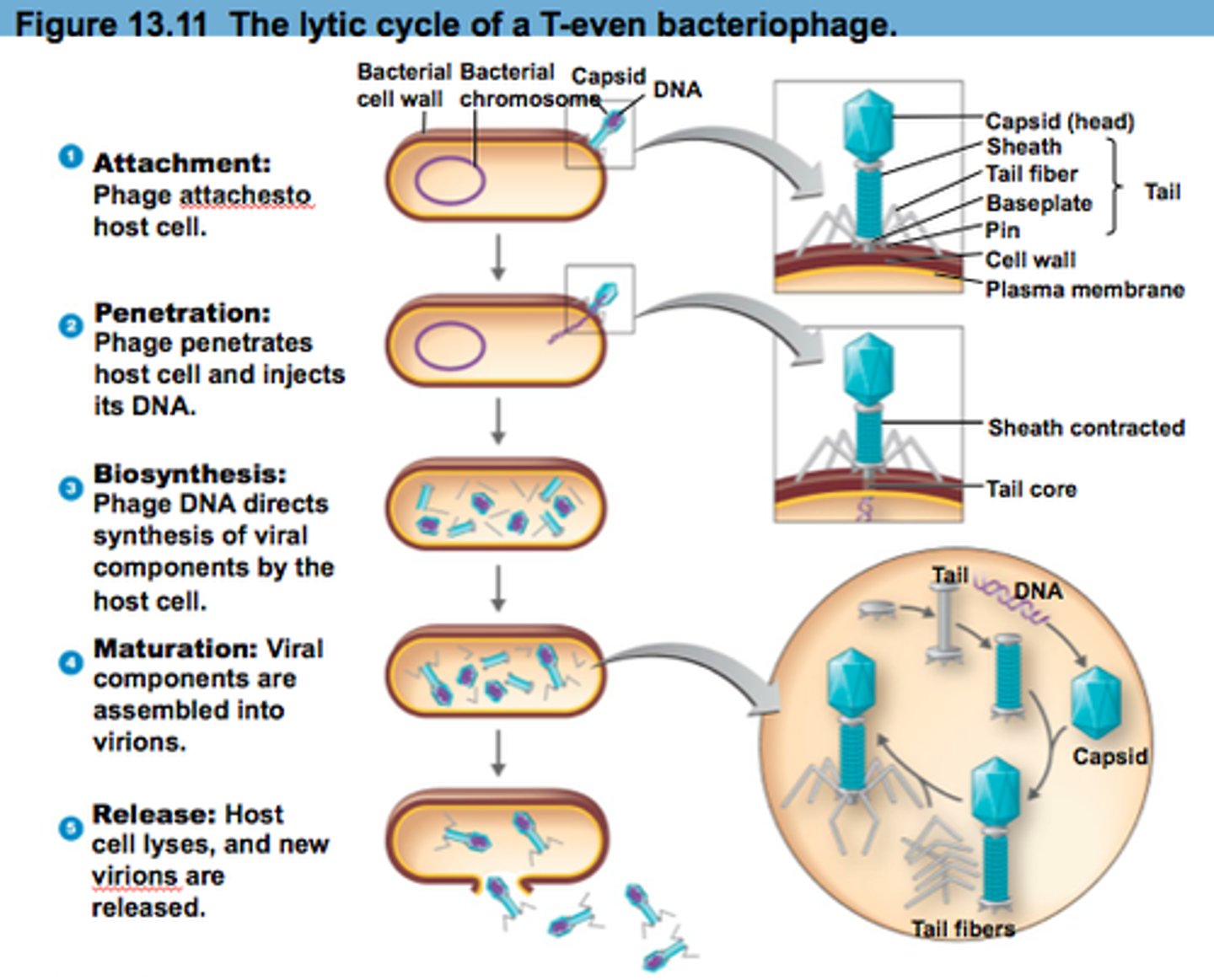 <p>Attachment: binding of a virus to a specific molecule/receptor;</p><p>Penetration: genome/nucleic acid (NA) enters the host cell;</p><p>Biosynthesis: viral components are produced;</p><p>Maturation: assembly and completion of viral formation;</p><p>Release: viruses leave the cell via lysis to infect other cells</p>