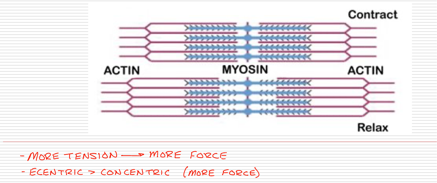 <p>The force/tension that a muscle exerts varies with the length it is at when stimulated </p><p>The greatest force / tension is developed when there is optimal overlap between the actin and myosin fibers </p><p>Maximal tension is exerted when the muscle is at its resting length</p><p>100 - 130% of a muscles resting length is optimal </p><p>>130% decreases the amount of force muscle can exert </p><p>50 - 60 % of resting length = cannot contract effectively (too much overlap of myosin and actin)</p>