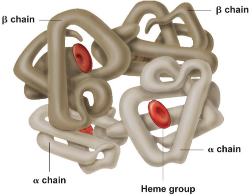 <p>protein consisting of more than one amino acid chain. Not all proteins have this. Ex: hemoglobin has this when all 4 polypeptide chains come together.</p>