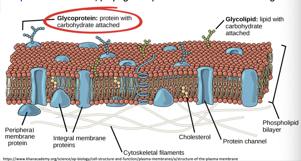 <p>glycoproteins are membrane proteins with carbohydrates attached to them.</p><ul><li><p>this is important on the animal cell wall as the carbohydrate is able to be recognised by other receptors on other cells. </p></li></ul><p></p>