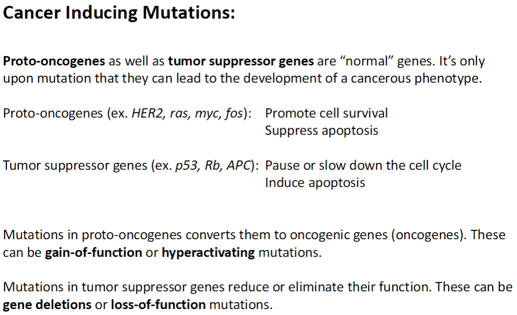 <p><strong>Normal Genes</strong><br> <strong>Proto-oncogenes</strong> and <strong>tumor suppressor genes</strong> are <strong>normal genes</strong> that regulate <strong>cell growth and survival</strong></p><p><strong>Proto-Oncogenes</strong><br> Examples: <strong>HER2, Ras, Myc, Fos</strong><br>  Promote <strong>cell survival</strong><br>  <strong>Suppress apoptosis</strong><br> Mutation converts them into <strong>oncogenes</strong><br>  Can be <strong>gain-of-function</strong> or <strong>hyperactivating mutations</strong></p><p><strong>Tumor Suppressor Genes</strong><br> Examples: <strong>p53, Rb, APC</strong><br>  Pause or <strong>slow down the cell cycle</strong><br>  Induce <strong>apoptosis</strong><br> Mutation reduces or eliminates their function<br>  Can be <strong>gene deletions</strong> or <strong>loss-of-function mutations</strong></p><p><strong>Key Concept</strong><br> Cancer arises when <strong>mutations</strong> disrupt the balance of <strong>cell proliferation and death</strong>, enabling <strong>uncontrolled growth</strong></p>