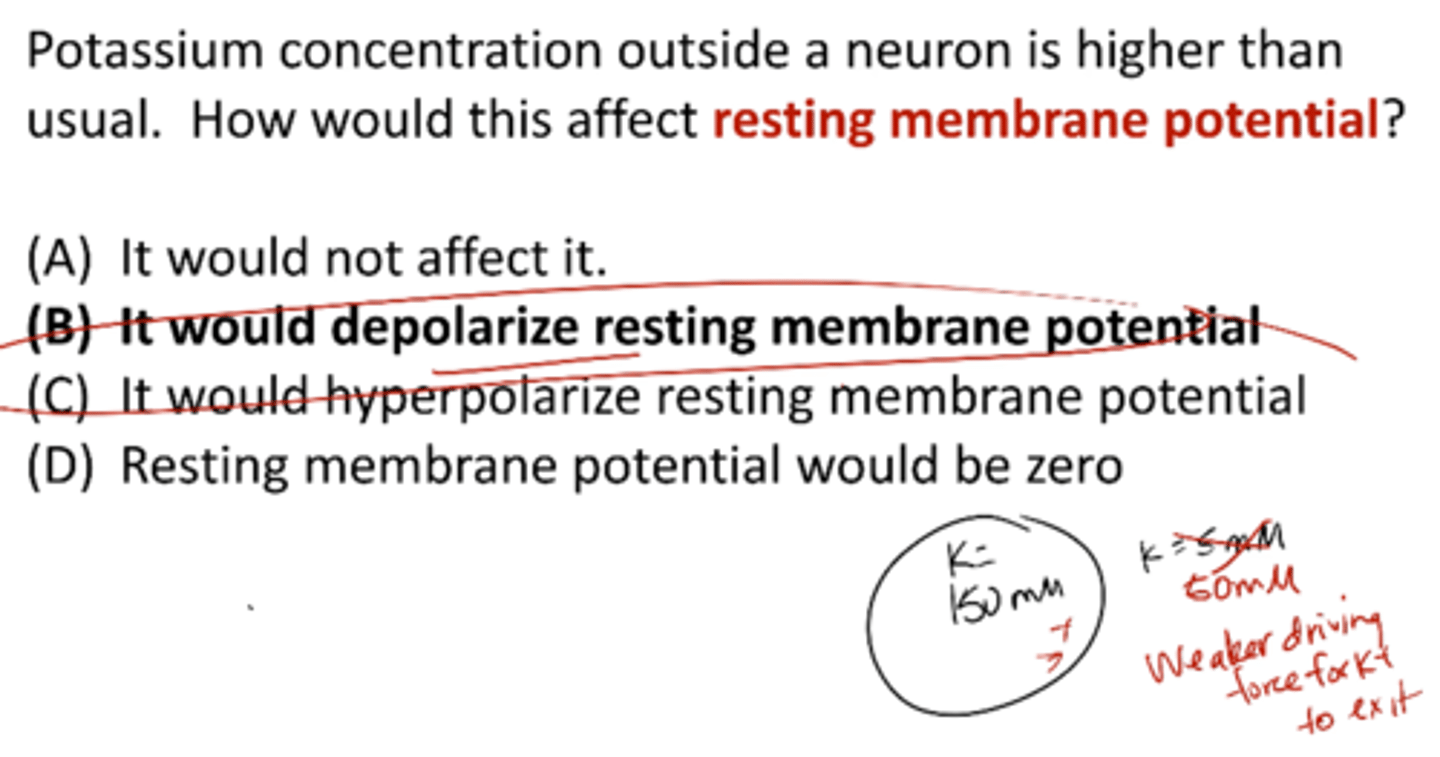 <p>it would depolarize resting membrane potential</p>