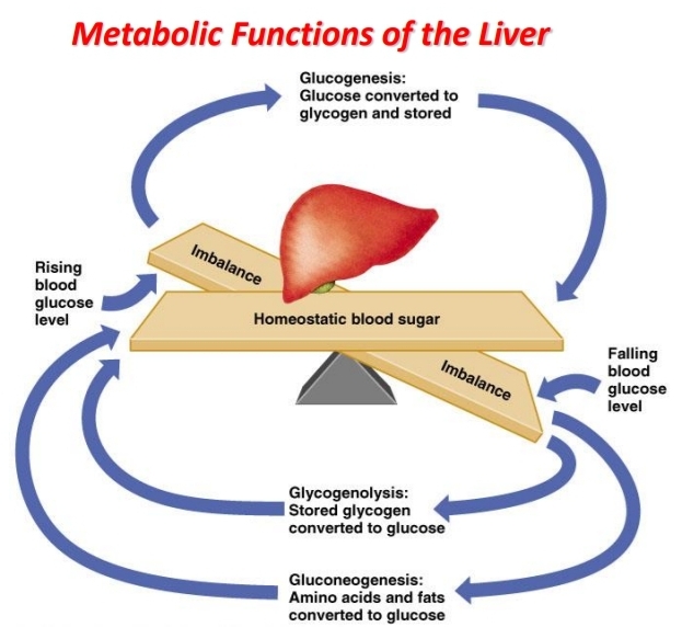 Metabolic functions of the liver