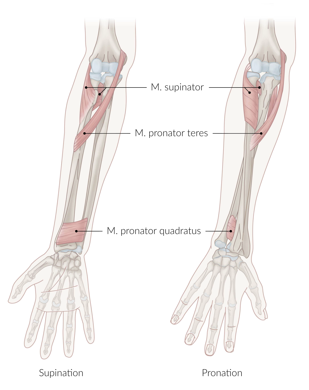 <p>C. It passes between the heads of the pronator teres muscle.</p>