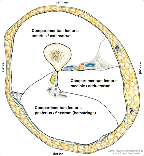 <p>3:</p><ul><li><p>compartimentum femoris anterius</p></li><li><p>compartimentum femoris posterius</p></li><li><p>compartimentum femoris mediale</p></li></ul><p></p>