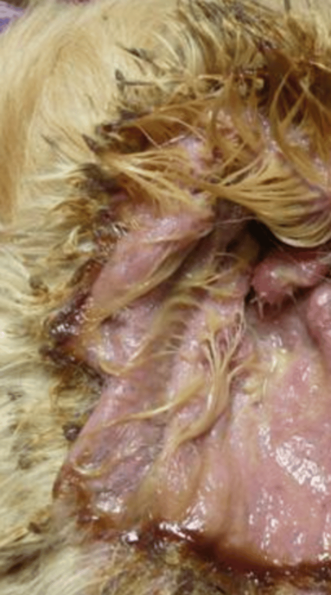 <p>what is the etiological agent?</p>