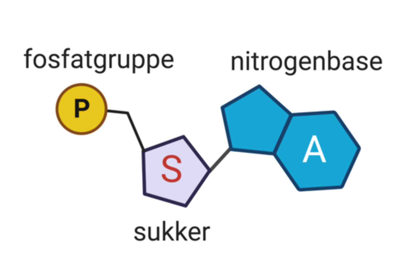 <p>Byggesteiner DNA og RNA. Består av en nitrogenbase (adenin, cytosin, tymin, uracil og guanin), et sukkermolekyl og en fosfatgruppe.</p>