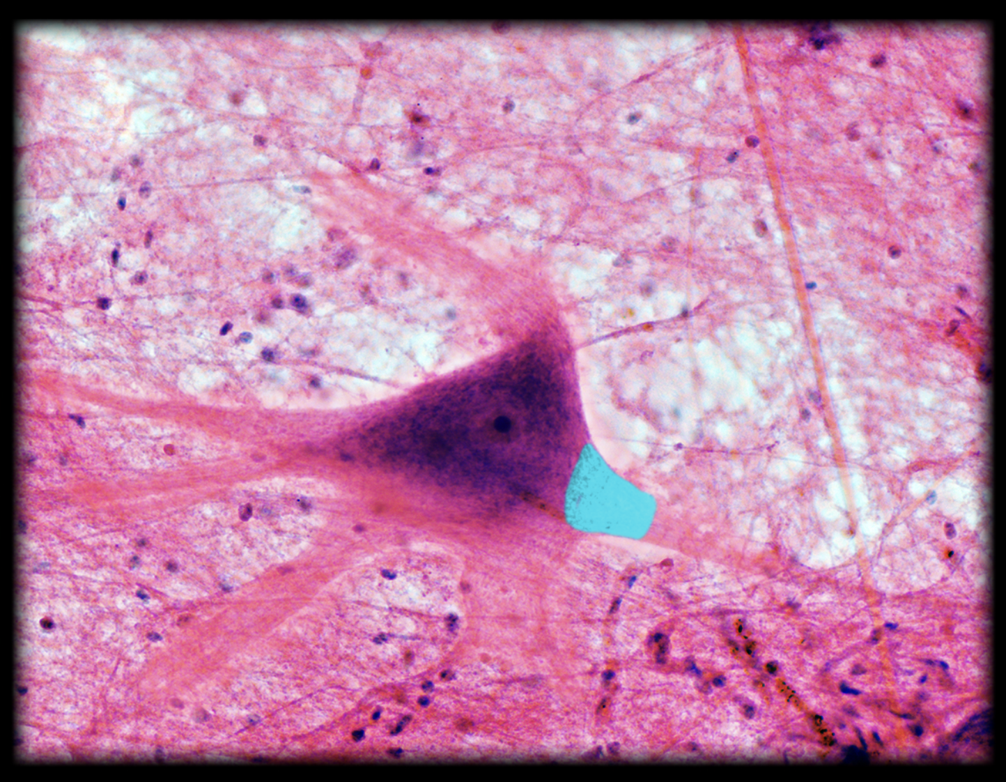 <p>What structure is shown?</p>
